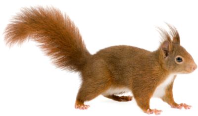 Бельчонок на прозрачном фоне