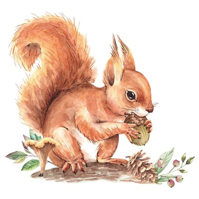 Рисунок белки для детей