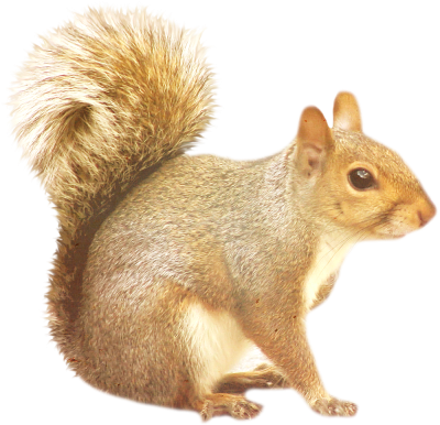 Белка на белом фоне