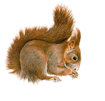 Белка на белом фоне