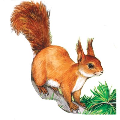 Белка на белом фоне