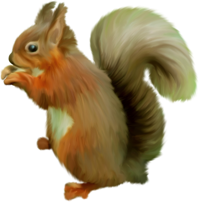 Белка на белом фоне