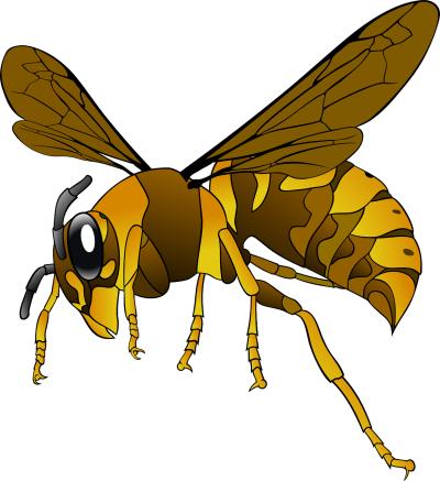 Bee Wasp Hornet