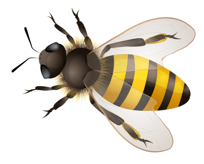 Пчела рисунок
