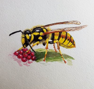 Оса рисунок для детей