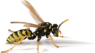 Шершень насекомое