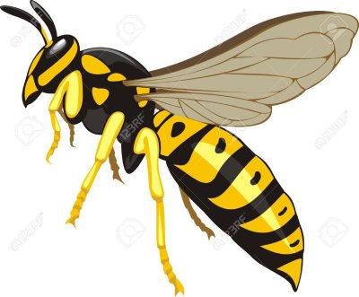 Оса на белом фоне для детей