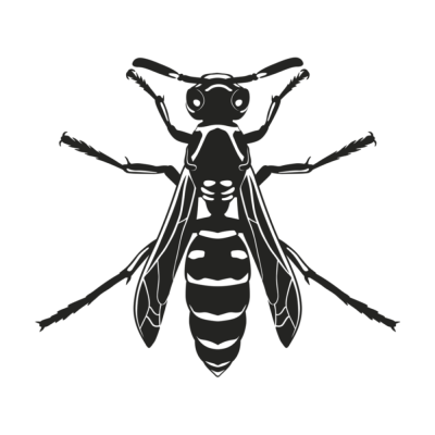 Оса черно белая