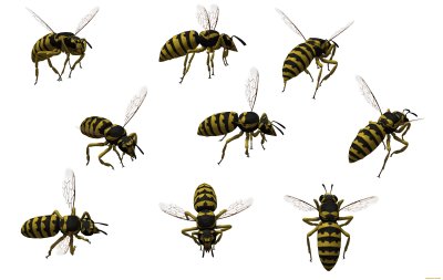 Оса на белом фоне для детей