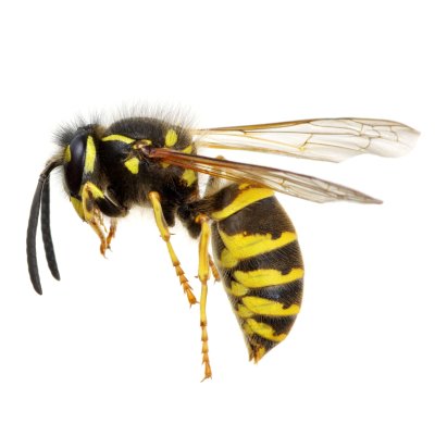 Yellow Jacket Wasp