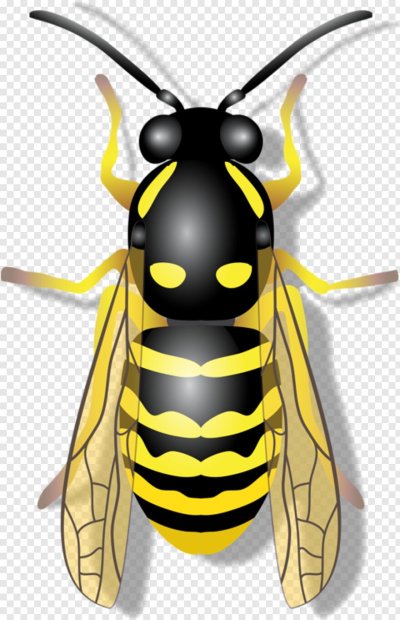 Оса на белом фоне