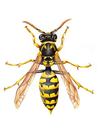 Оса иллюстрация