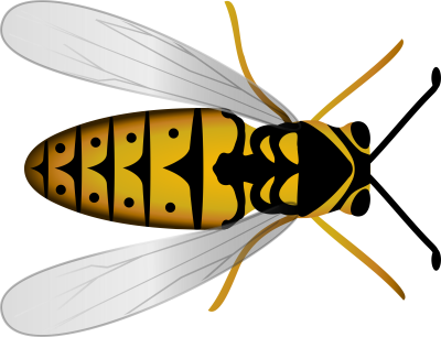 Оса для дошкольников