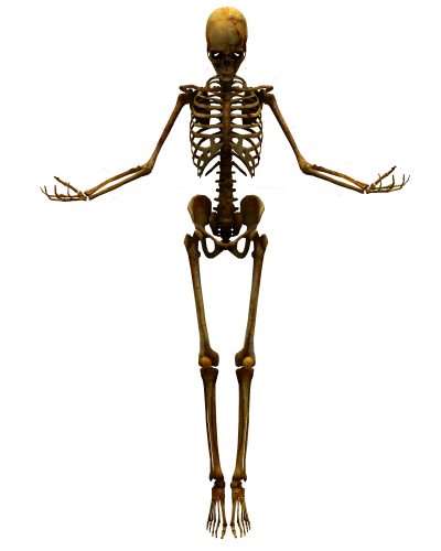 Скелет человека