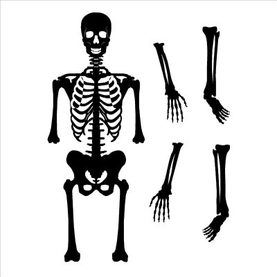 Скелет вектор