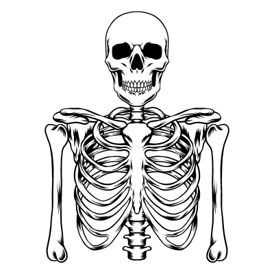 Скелет вектор