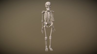 Скелет человека