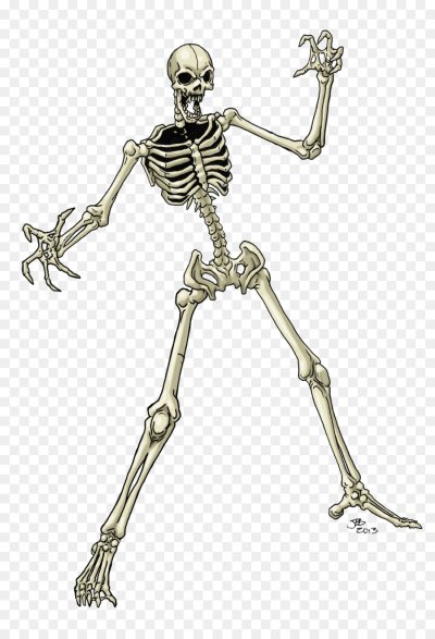 Скелет на прозрачном фоне