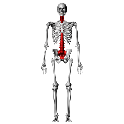 Скелет на белом фоне