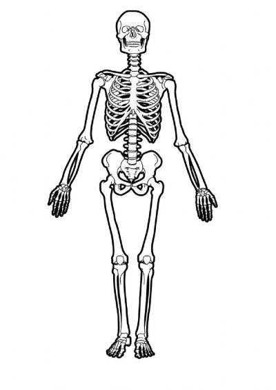 Скелет человека картинка для детей