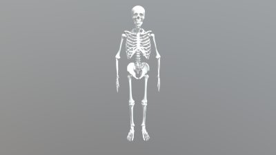 Скелет человека анатомия