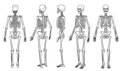 Скелет человека спереди сзади сбоку