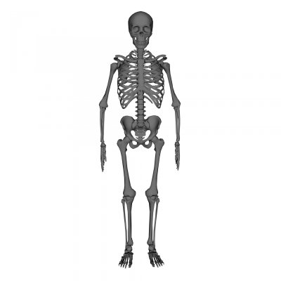 Скелет на белом фоне