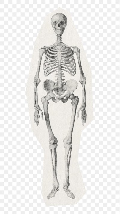 Скелет человека 2 проекции