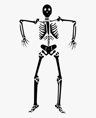 Скелет человека