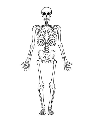 Скелет рисунок биология
