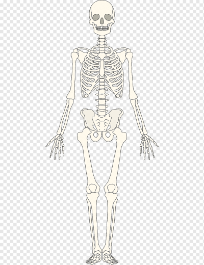 Кости скелета человека