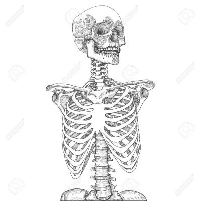 Скелет на белом фоне