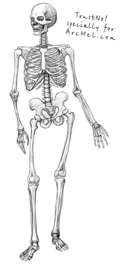 Наброски скелета человека