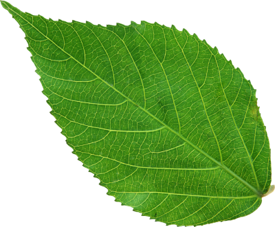 Зеленый лист