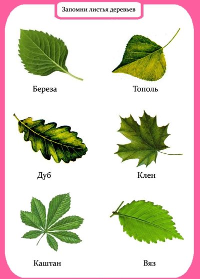 Листья деревьев