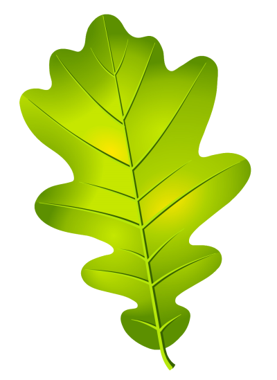 Дубовые листочки