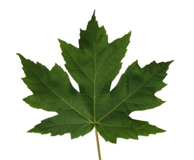 Лист дерева на белом фоне