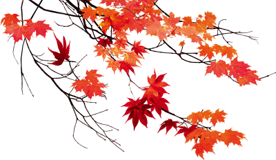 Ветка клена