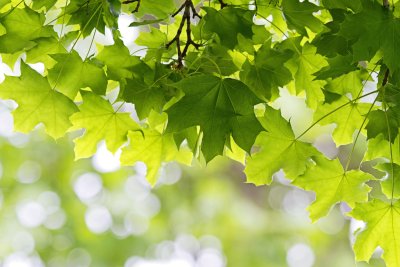 Клен дерево листья