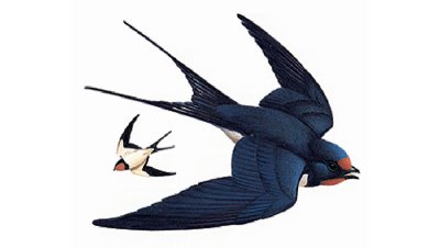 Ласточка Перелетная птица