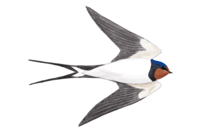 Ласточка на белом фоне