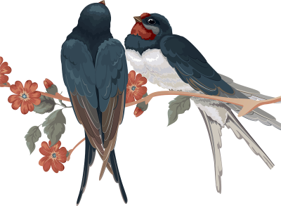 Ласточка картинка на прозрачном фоне