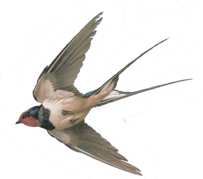 Ласточка в полете