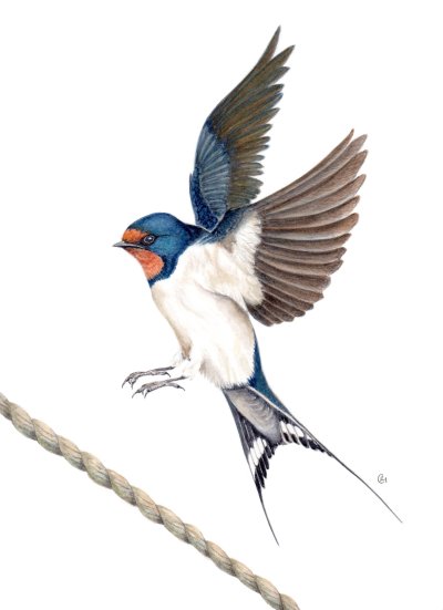 Птица в полете