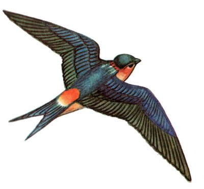 Ласточка птица