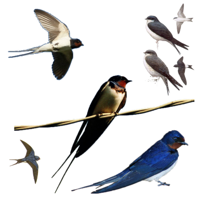 Ласточка Перелетная птица