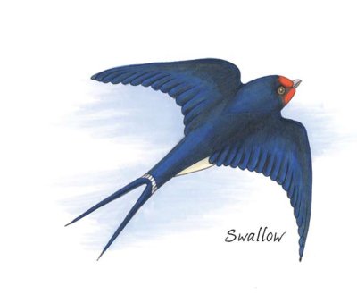 Ласточка на прозрачном фоне