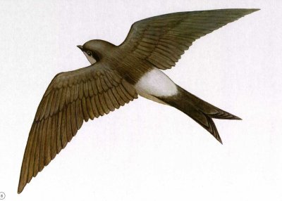 Ласточка на прозрачном фоне