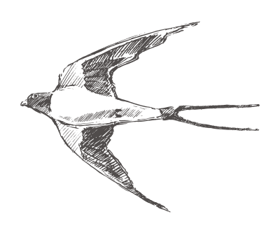 Раскраска Ласточка в полете