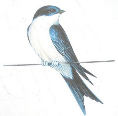 Перелетные птицы Ласточка для детей